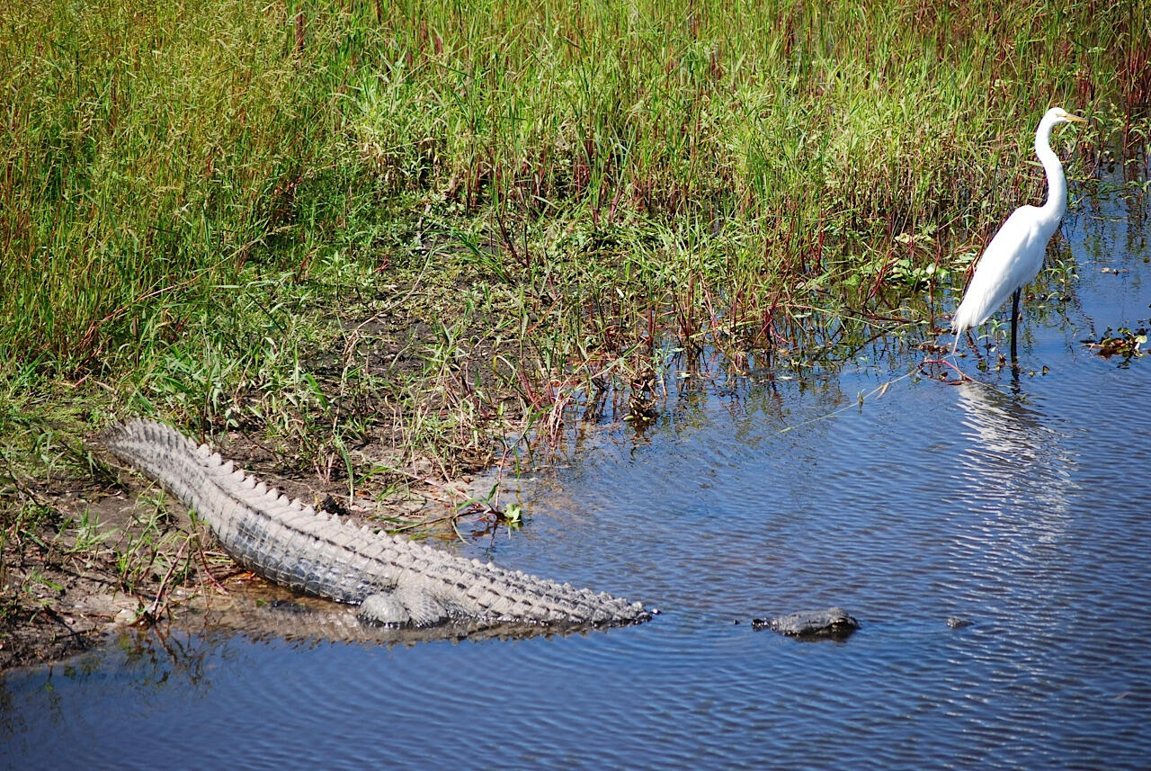 07RVingIT-Alligator Hungry Florida